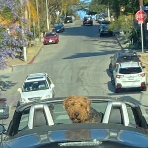 Meet your Posher, Patty